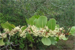 Maytenus heyneana